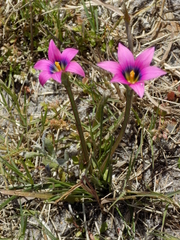 Romulea cruciata
