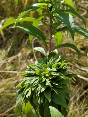 Rhopalomyia capitata