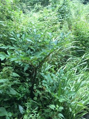 Amorphophallus konjac
