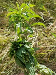 Rhopalomyia capitata