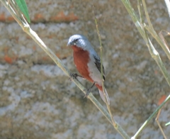 Sporophila castaneiventris