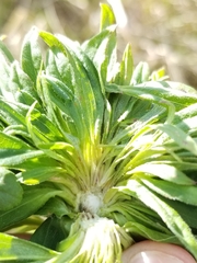 Rhopalomyia capitata