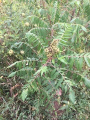 Eriophyes rhoinus