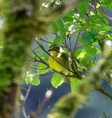 Vireolanius leucotis