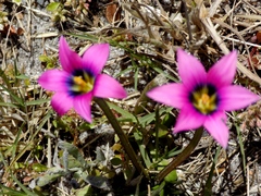 Romulea cruciata