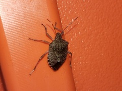 Halyomorpha halys