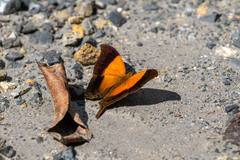 Marpesia furcula
