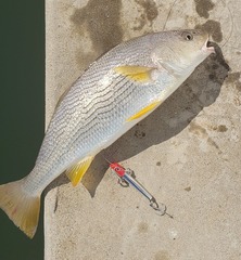 Umbrina roncador