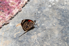 Catagramma hystaspes