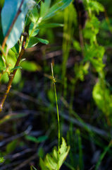 Carex interior