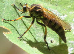 Callinicus pollenius