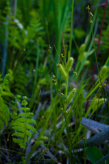 Carex interior