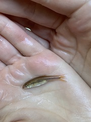 Notropis lutipinnis