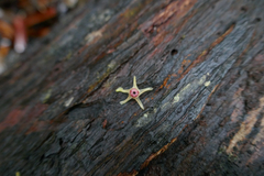 Dipterocarpaceae