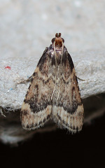 Aglossa cacamica