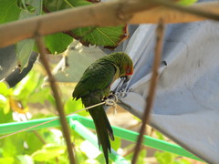 Aratinga auricapillus