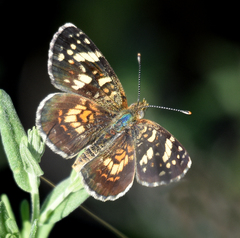 Phyciodes picta