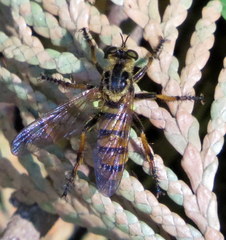 Callinicus pollenius