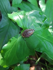Rochaina mexicana
