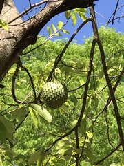 Annona montana