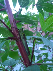 Schistocerca obscura