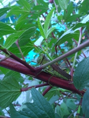 Schistocerca obscura