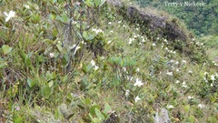 Sobralia leucoxantha