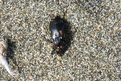 Nicrophorus nigrita