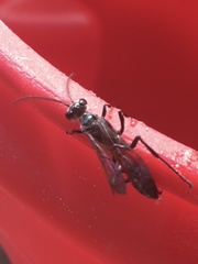 Chalybion zimmermanni