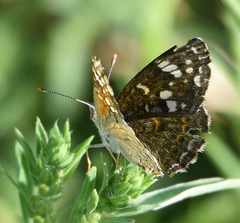 Phyciodes picta