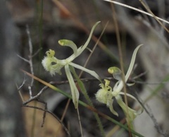 Caladenia barbarossa