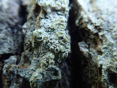 Lecanora pacifica