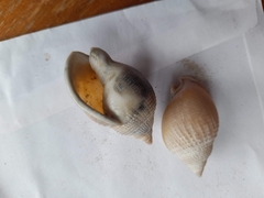 Semicassis semigranosa