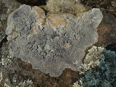 Circinaria caesiocinerea