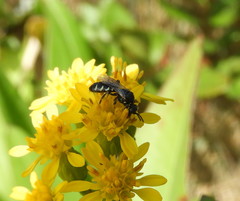 Perdita octomaculata