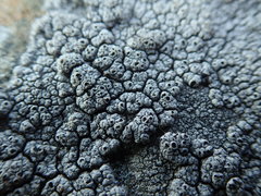 Circinaria caesiocinerea