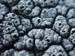 Circinaria caesiocinerea