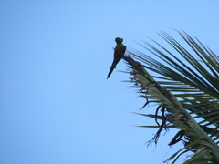 Aratinga auricapillus