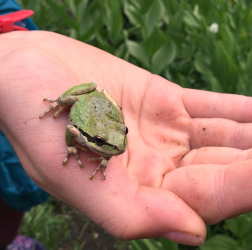 iNaturalist observation photo of Pacific chorus frog