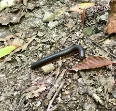 Narceus americanus