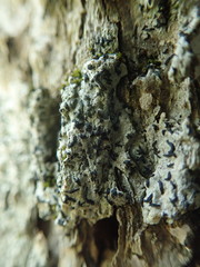 Alyxoria varia