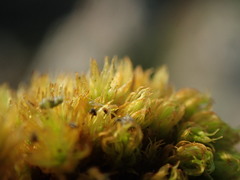 Plenogemma phyllantha