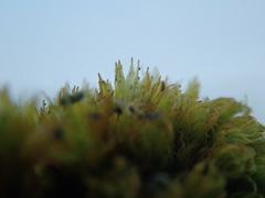 Plenogemma phyllantha