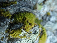 Plenogemma phyllantha