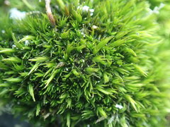 Schistidium maritimum