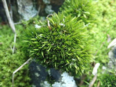 Schistidium maritimum
