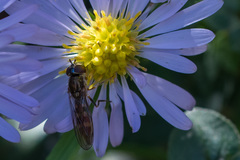 Platycheirus