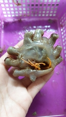 Parapagurus pilosimanus