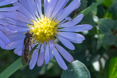Platycheirus
