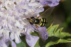 Eupeodes luniger